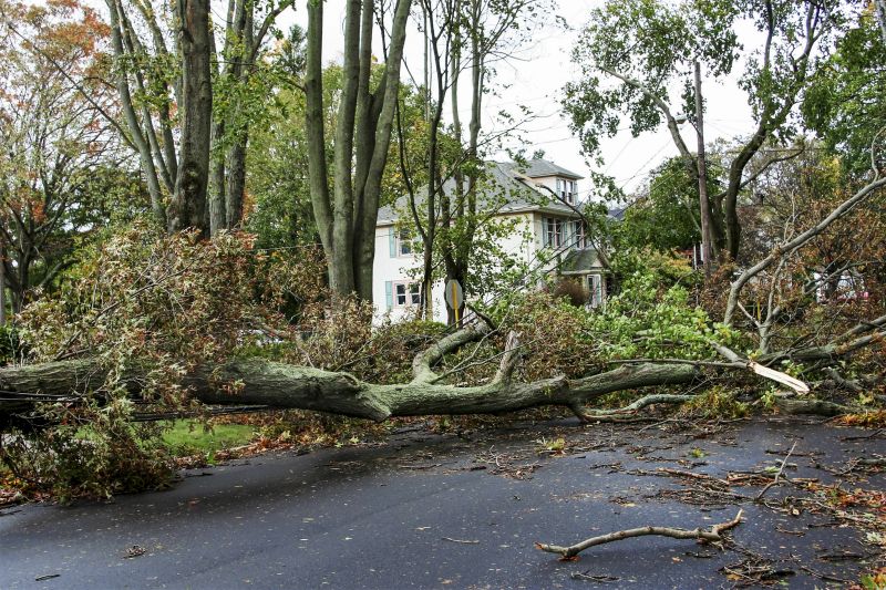 Fallen Tree in a Yard
