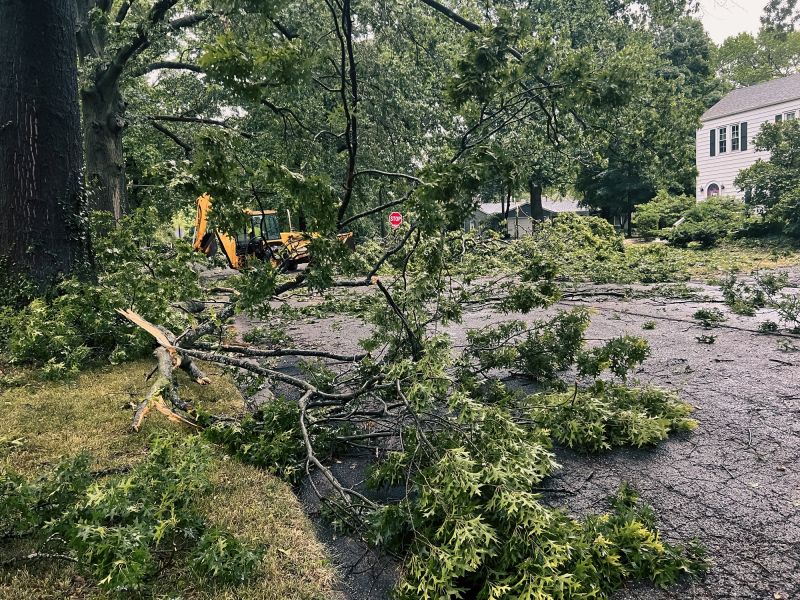 Storm Damage Tree Fallen in a Yard
