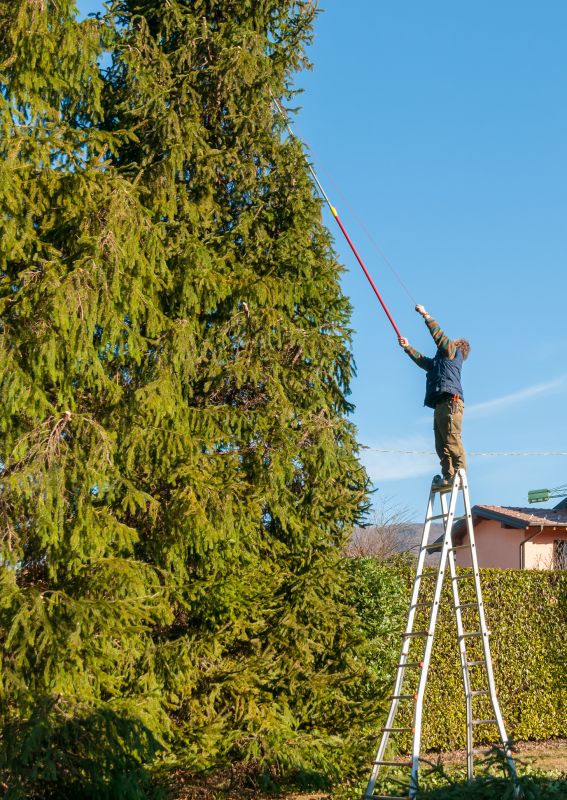 Pine Tree Pruning