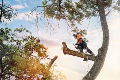 Professional Tree Care Service