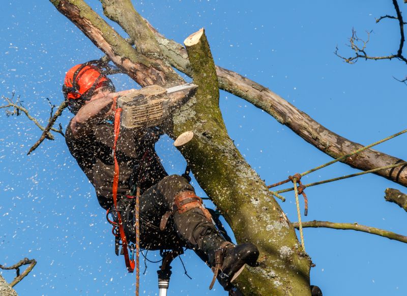 Tree Trimming Equipment in Action