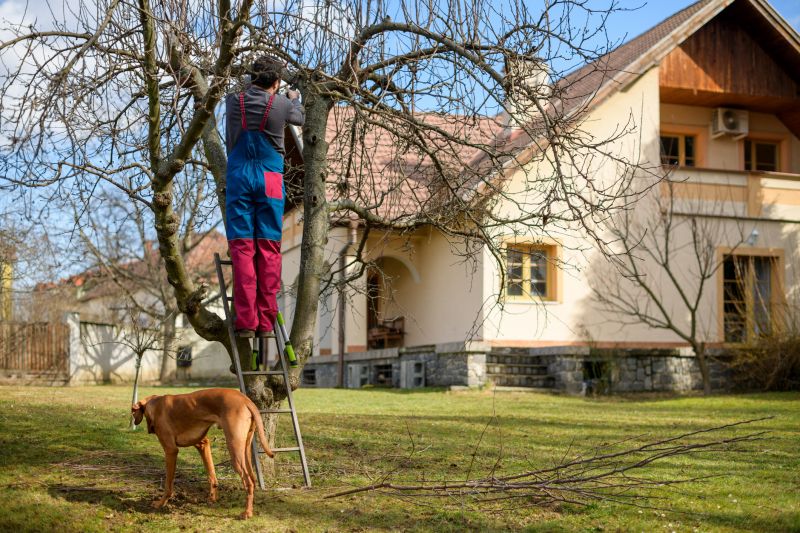 Tree Inspection Before Trimming
