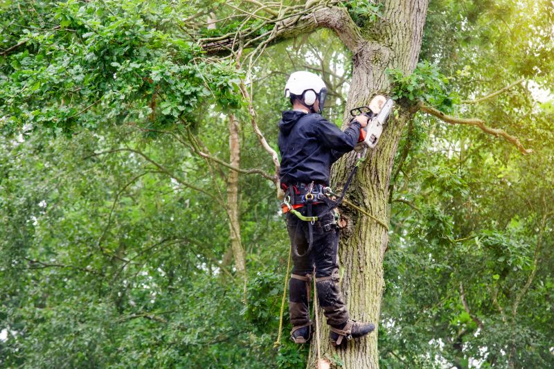 Arborist with Tree Climbing Gear