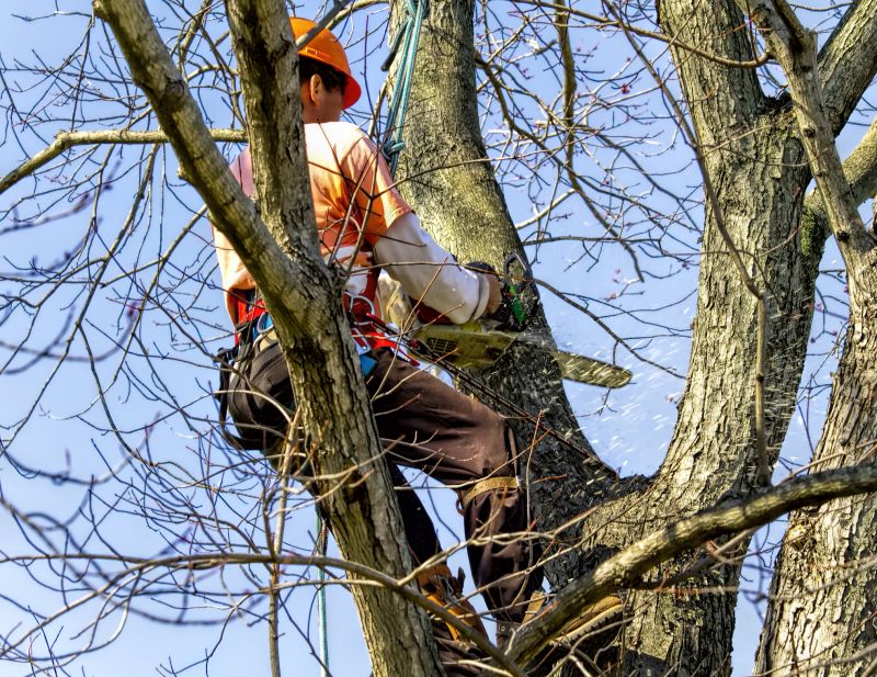 Professional Tree Services