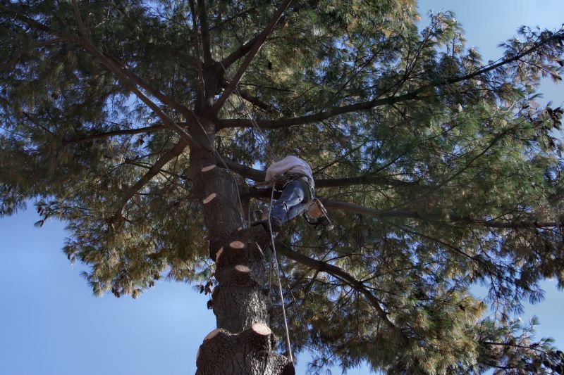 Signs You Need Tree Trimming