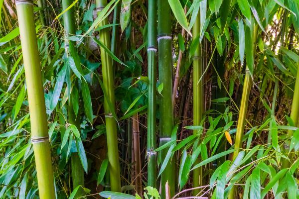Bamboo Trimming in Birmingham