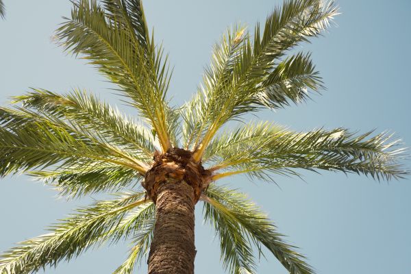 Palm Tree Pruning in Birmingham