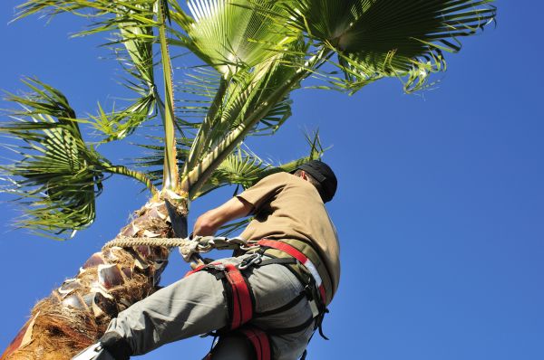 Palm Tree Trimming in Birmingham