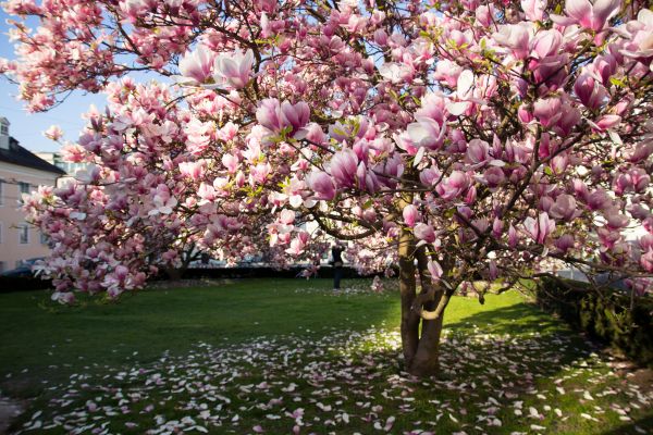 Cost of Ornamental Tree Pruning in Birmingham