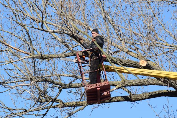 Cost of Emergency Tree Trimming in Birmingham