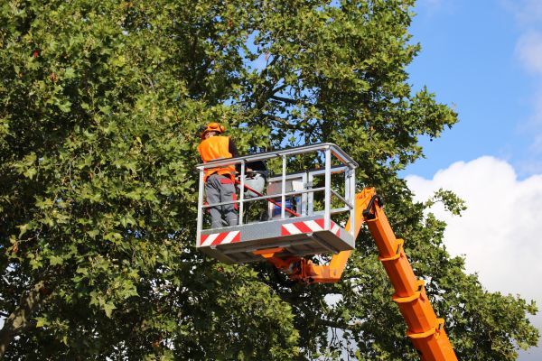 Commercial Tree Service in Birmingham