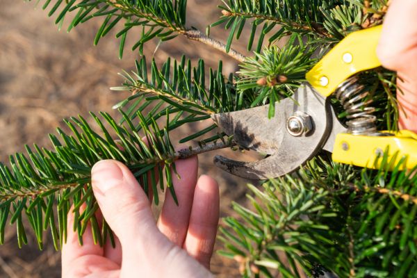 Pine Tree Pruning in Birmingham