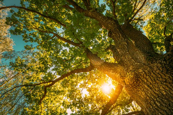 Cost of Oak Tree Pruning in Birmingham