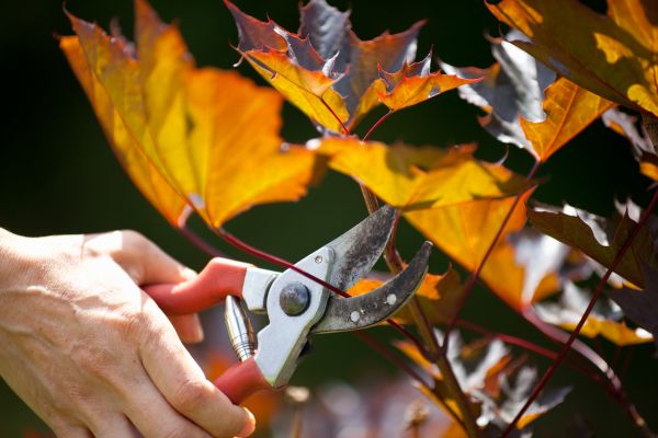 Cost of Maple Tree Pruning in Birmingham