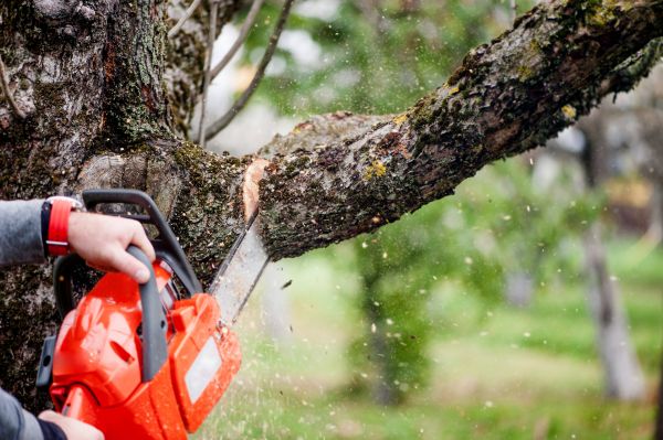 Cost of Tree Limbs Removal in Birmingham