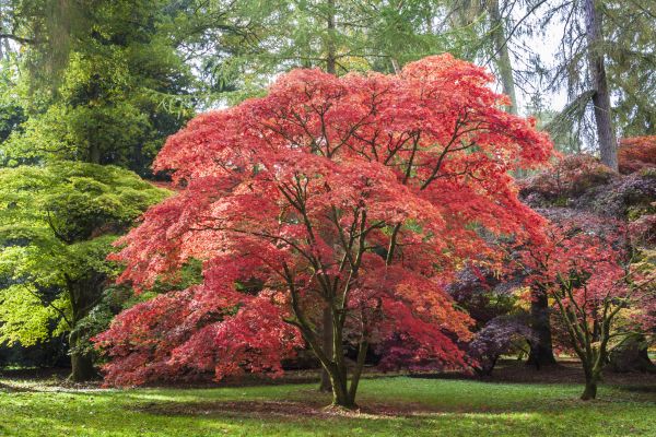 Japanese Maple Pruning in Birmingham