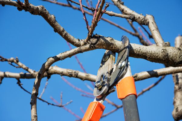 Peach Tree Trimming in Birmingham