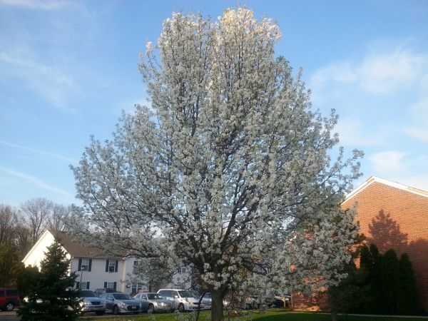 Bradford Pear Tree Pruning in Birmingham