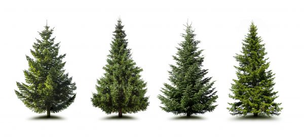 Cost of Pine Tree Trimming in Birmingham