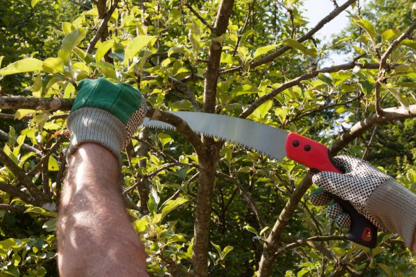 Apple Tree Trimming in Birmingham